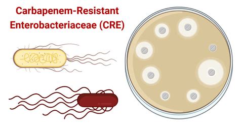enterobacteriaceae pronunciation|carbapenem resistant enterobacteriaceae pronunciation.